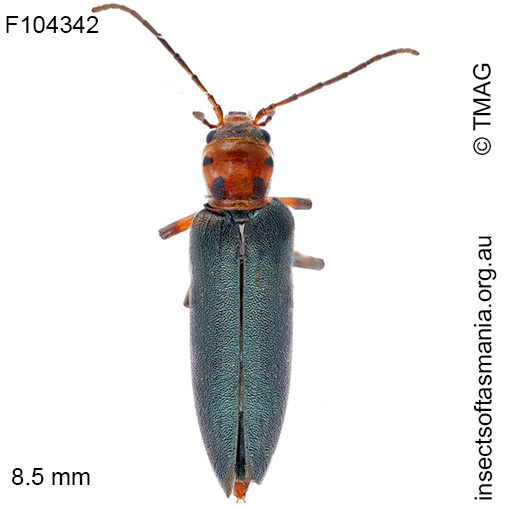 Copidita-litoralis_a Copidita litoralis