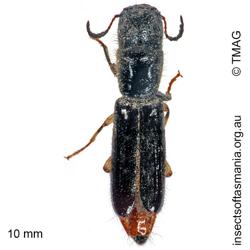 Cylidrus-nigrinus Cylidrus nigrinus