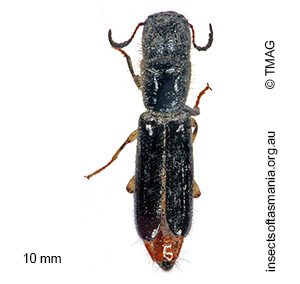 Cylidrus nigrinus