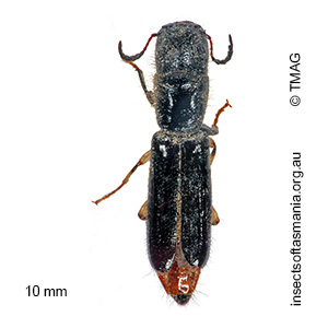 Cylidrus nigrinus