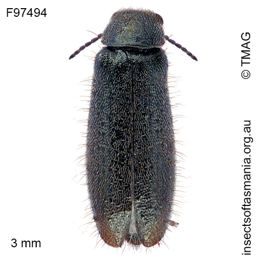 Dasytes granulipennis