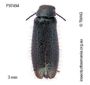 Dasytes granulipennis