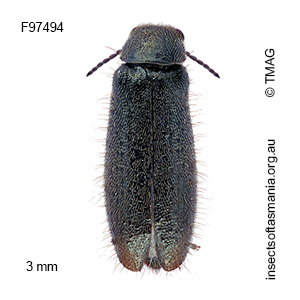 Dasytes granulipennis
