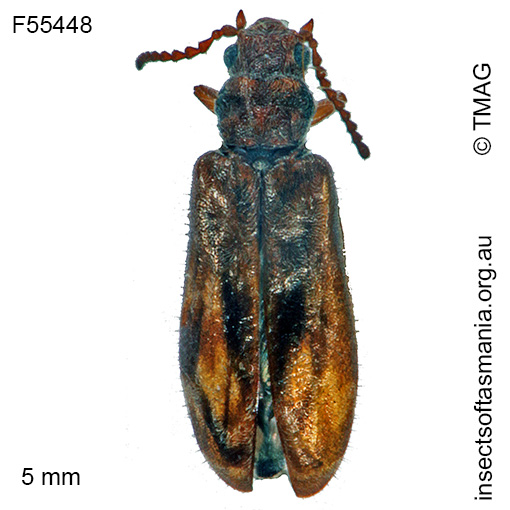 Dasytomima rachelae