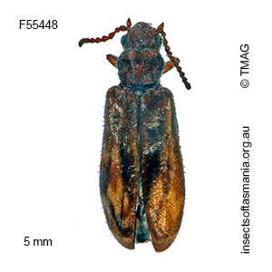 Dasytomima rachelae