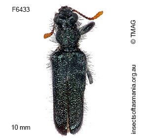 Eleale intricata