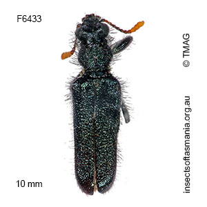 Eleale intricata