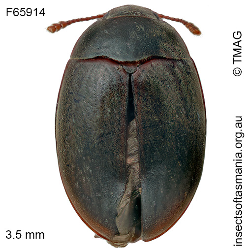 Enneboeus-australis Enneboeus australis