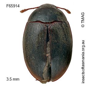 Enneboeus ovalis