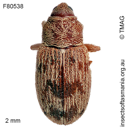 Epamoebus ziczac