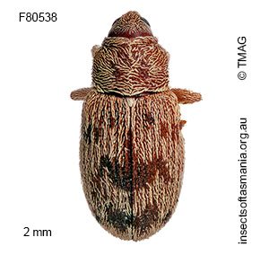 Epamoebus ziczac