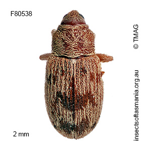 Epamoebus ziczac