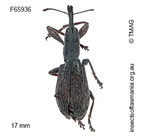 Eurhynchus quadrituberculatus