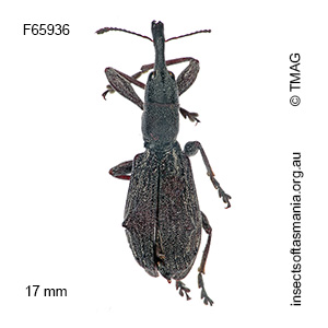 Eurhynchus quadrituberculatus