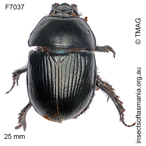 Geotrupes spiniger