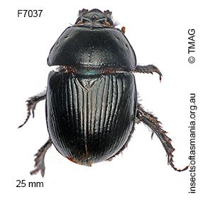 Geotrupes spiniger