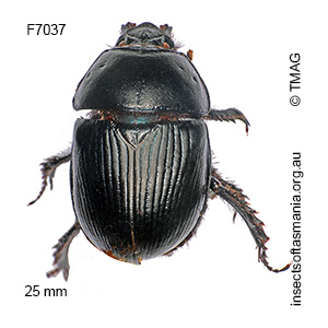 Geotrupes spiniger