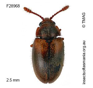 Hobartius eucalypti