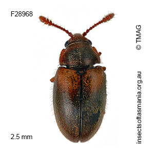 Hobartius eucalypti