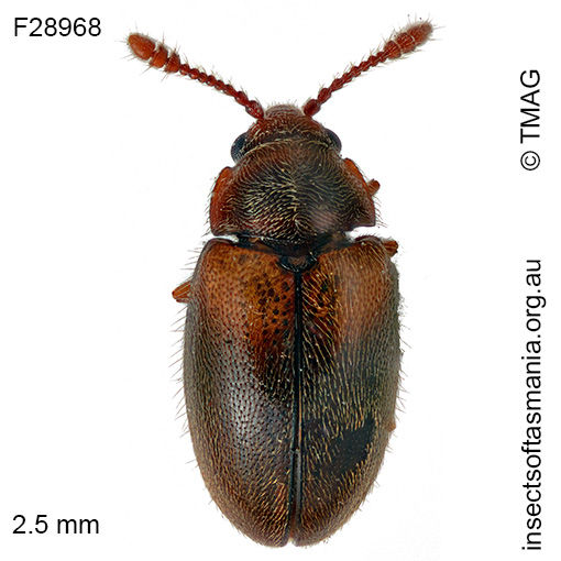 Hobartius eucalypti