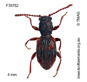 Hymaea succinifera