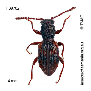 Hymaea succinifera