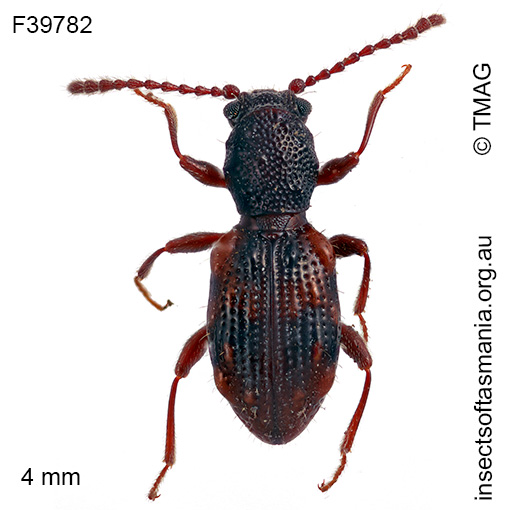 Hymaea succinifera