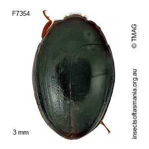 Hypodacnella tasmaniae