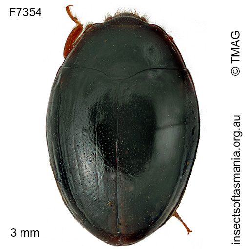Hypodacnella tasmaniae
