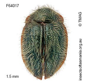 Idiophyes viridis
