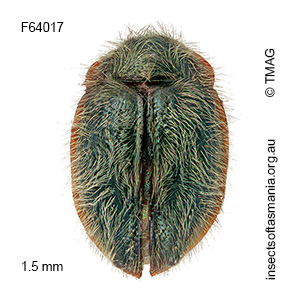 Idiophyes viridis