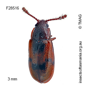 Lamingtonium loebli