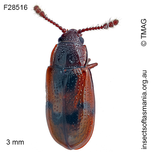 Lamingtonium loebli