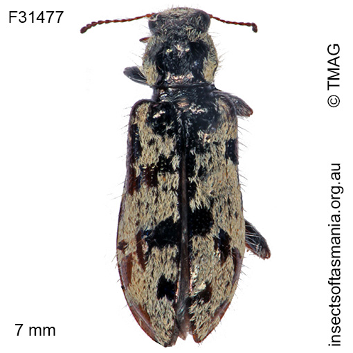 Leaus tasmanicus