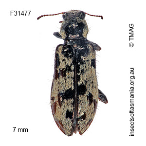 Leaus tasmanicus
