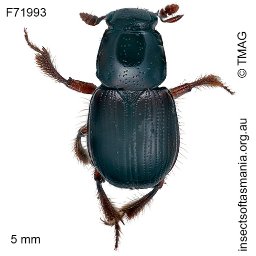 Liparochrus sp TMAG_F95801