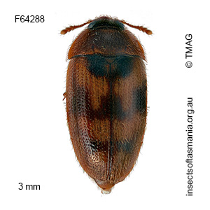 Litargops intricatus