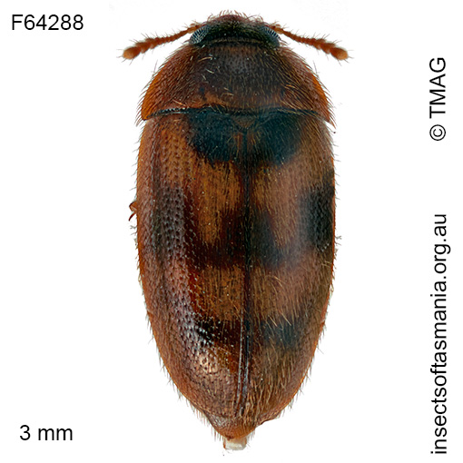 Litargops intricatus