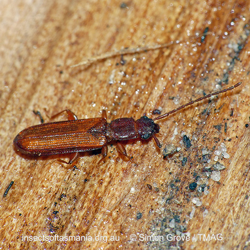 Macrohyliota australis
