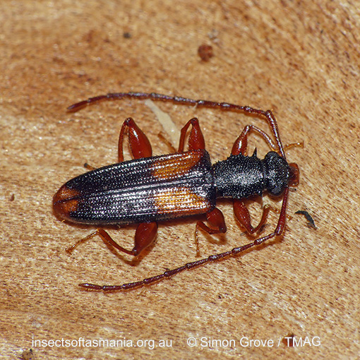 Macrohyliota-militaris_a Macrohyliota militaris