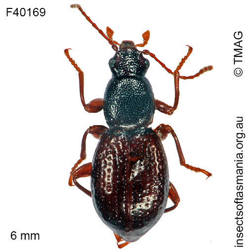 Melytra-ovata Melytra ovata