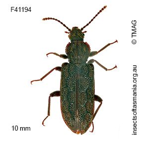 Meryx rugosa