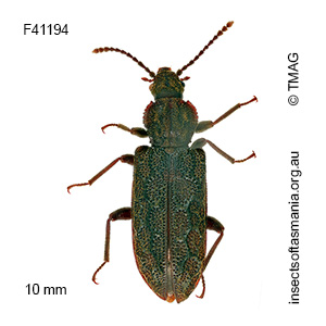 Meryx rugosa