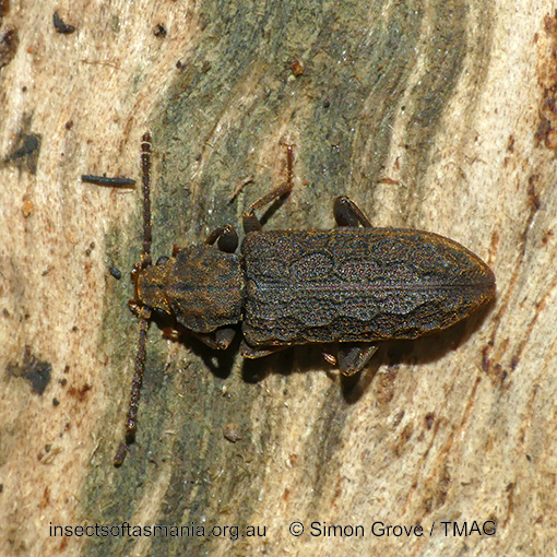 Meryx rugosa