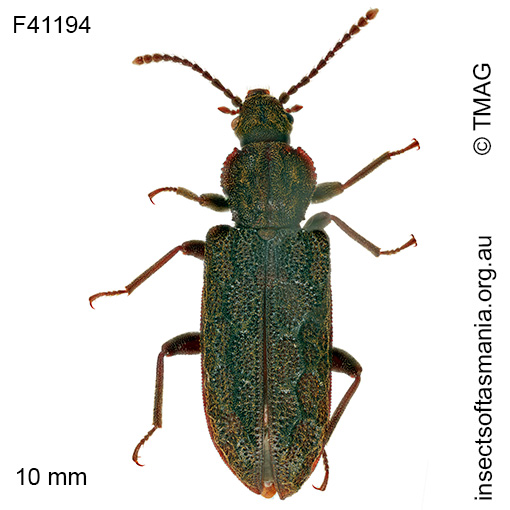 Meryx rugosa