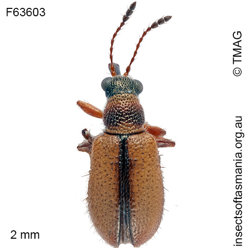 Metopum-melanocephalum Metopum melanocephalum