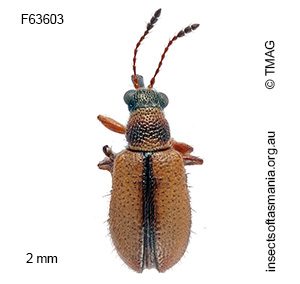 Metopum melanocephalum