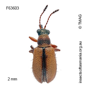 Metopum melanocephalum