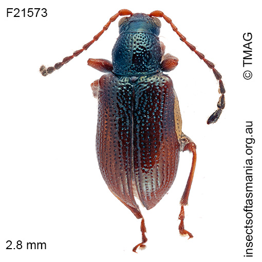 Microdonacia-truganina