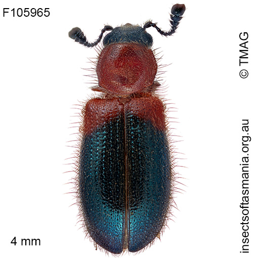 Necrobia ruficollis
